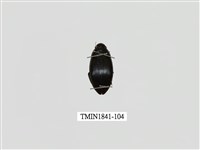 藏品(菲律賓產昆蟲)的圖片